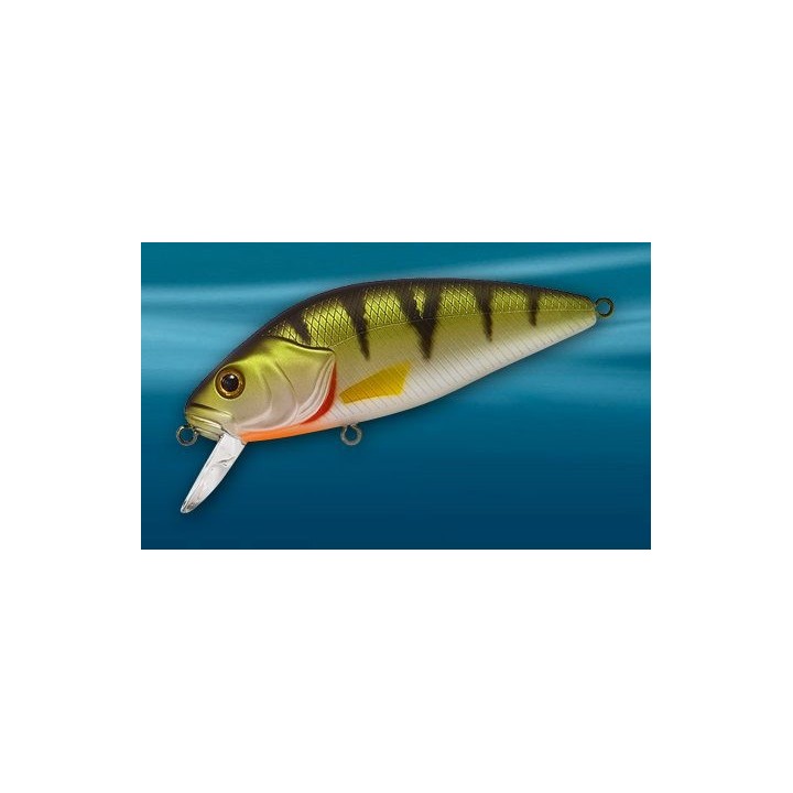 Asakura Perch 8cm DR/F