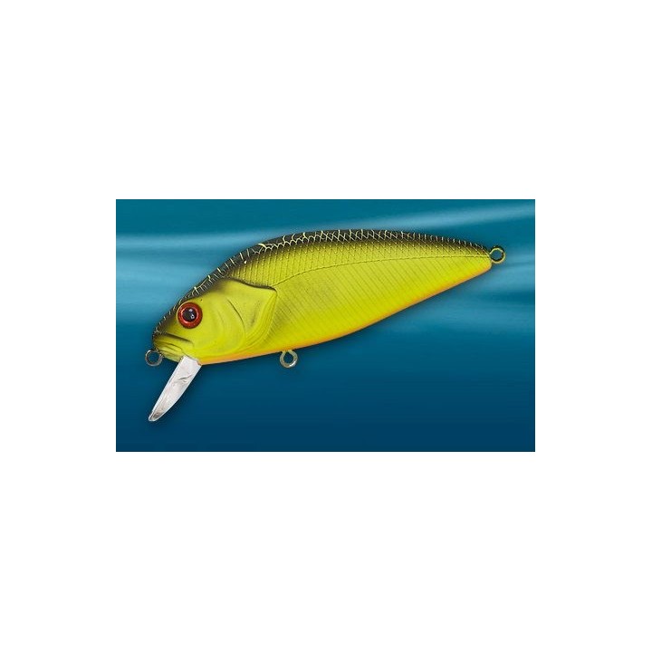 Asakura Perch 8cm DR/F