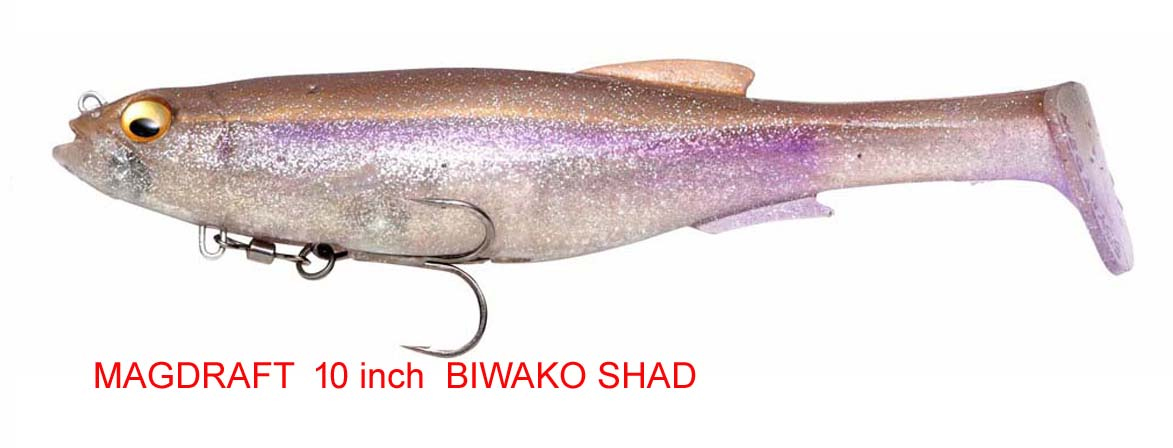 biwako shad.jpg