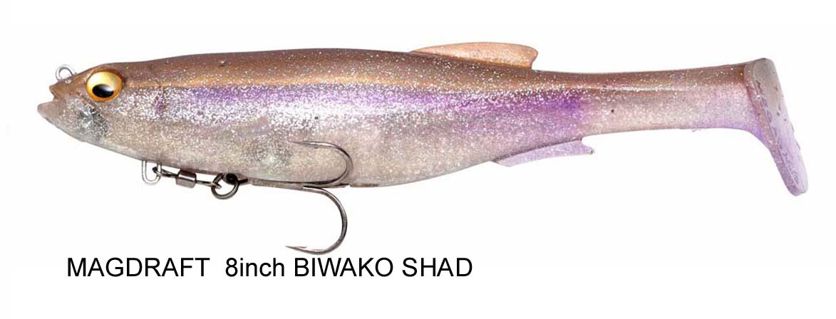 biwako%20shad.jpg